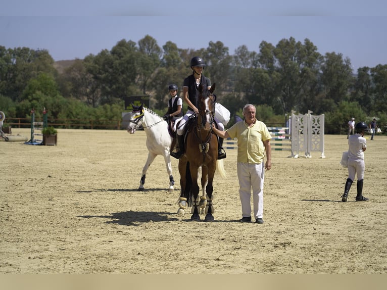 Swedish Warmblood Mare 11 years 16 hh Dun in Marbella