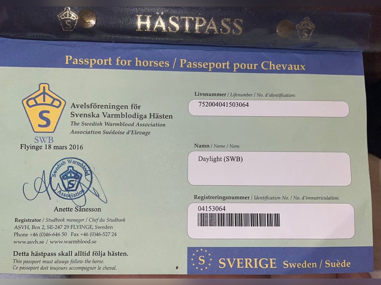 Swedish Warmblood Mare 11 years 16,1 hh Brown in Trieste