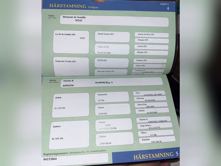 Swedish Warmblood Mare 11 years 16,1 hh Brown in Trieste