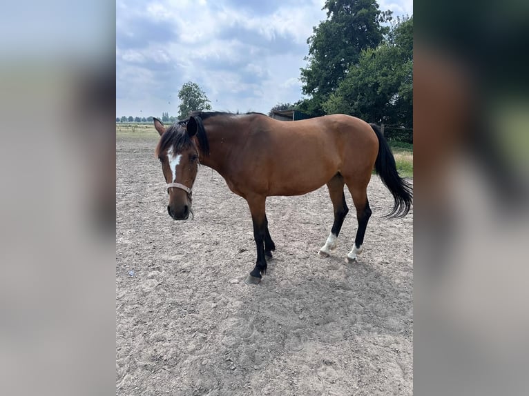 Swedish Warmblood Mare 11 years 16,2 hh Brown in Sint-Gillis-Waas