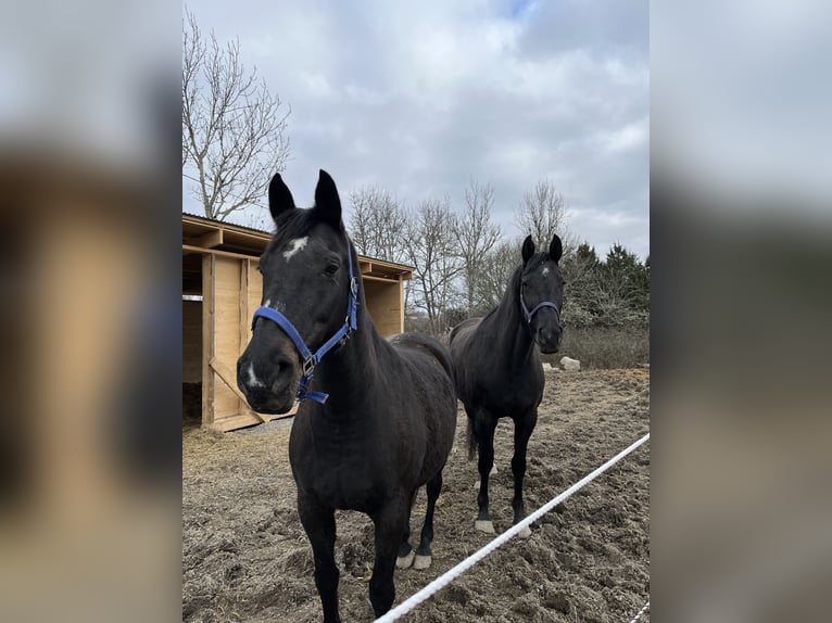 Swedish Warmblood Mare 14 years 16 hh Bay-Dark in Fjärdhundra