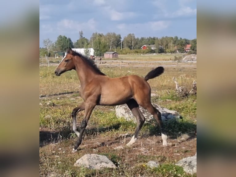 Swedish Warmblood Mare 1 year 16,2 hh Roan-Bay in VÄSTERÅS