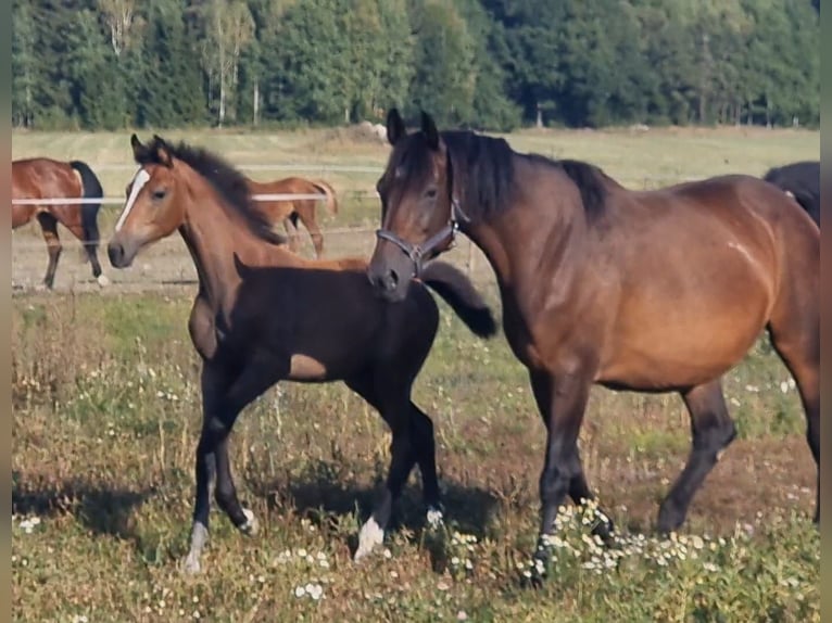 Swedish Warmblood Mare 1 year 16,2 hh Roan-Bay in VÄSTERÅS