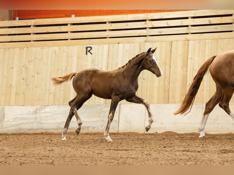 Swedish Warmblood Mare 1 year 16 hh Chestnut in Köpingsvik