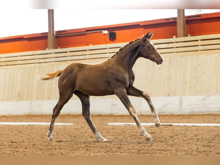 Swedish Warmblood Mare 1 year 16 hh Chestnut in Köpingsvik