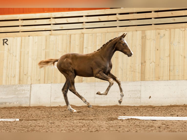 Swedish Warmblood Mare 1 year 16 hh Chestnut in Köpingsvik