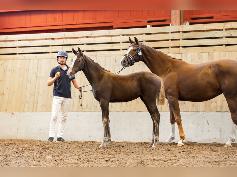 Swedish Warmblood Mare 1 year 16 hh Chestnut in Köpingsvik