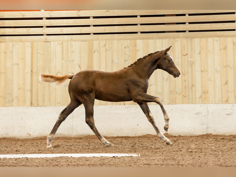 Swedish Warmblood Mare 1 year 16 hh Chestnut in Köpingsvik