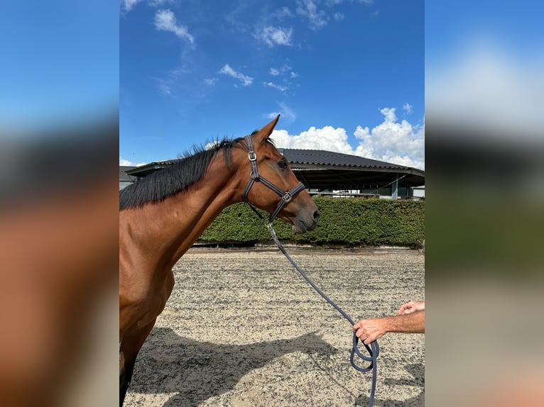 Swedish Warmblood Mare 20 years 16,1 hh Bay-Dark in GROTE-BROGEL