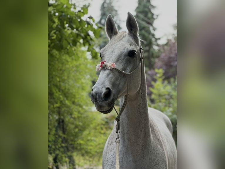 Swedish Warmblood Mare 23 years 16 hh Grey in Nürnberg