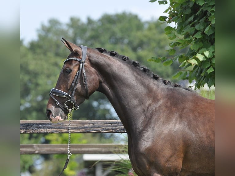 Swedish Warmblood Mare 3 years 15,1 hh Bay-Dark in Lunteren