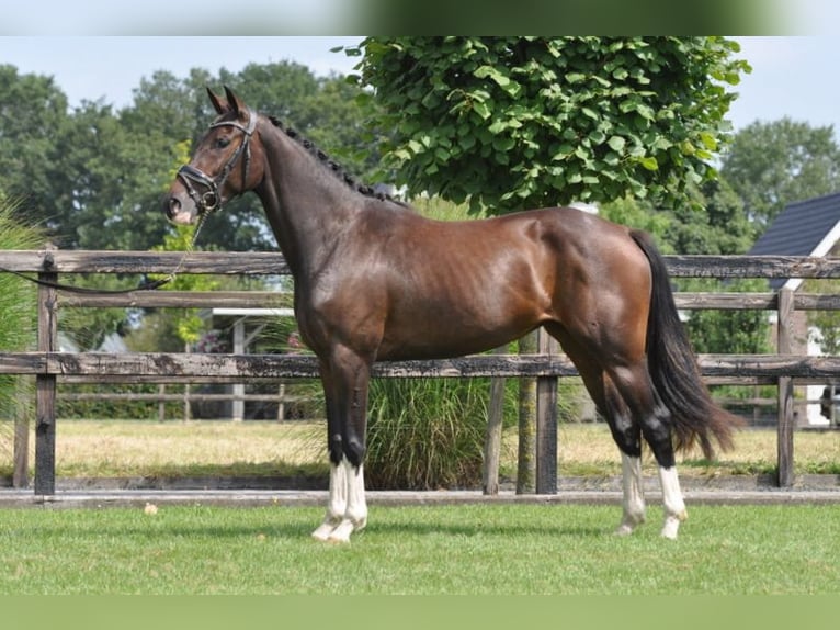 Swedish Warmblood Mare 3 years 15,1 hh Bay-Dark in Lunteren