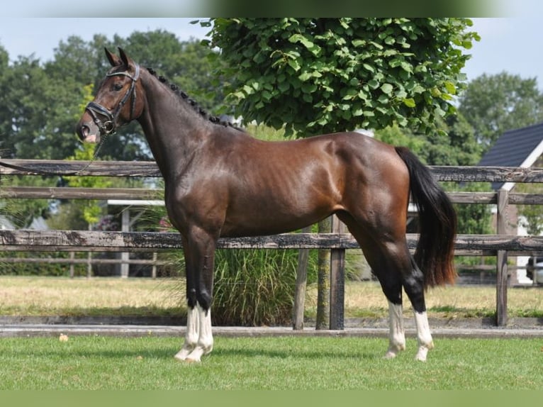 Swedish Warmblood Mare 3 years 15,1 hh Bay-Dark in Lunteren