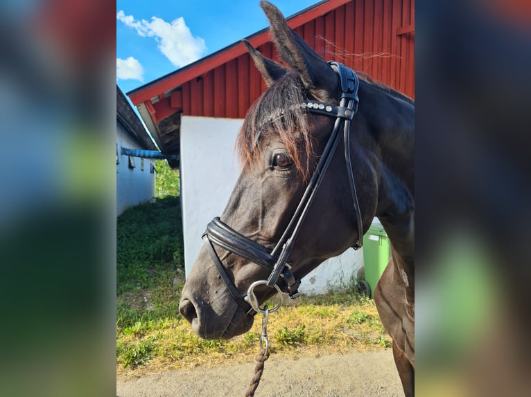 Swedish Warmblood Mare 3 years 16,1 hh Black in Sigtuna