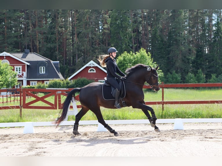 Swedish Warmblood Mare 4 years 16.3 hh Bay-Dark in Eskilstuna