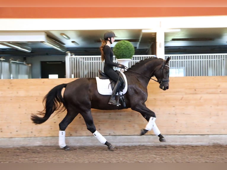 Swedish Warmblood Mare 4 years 17 hh Black in Stora Sundby