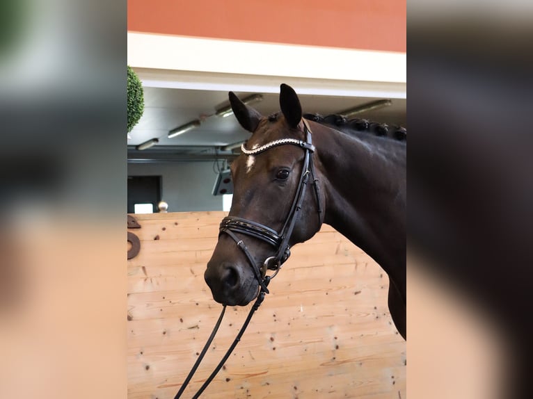 Swedish Warmblood Mare 4 years 17 hh Black in Stora Sundby