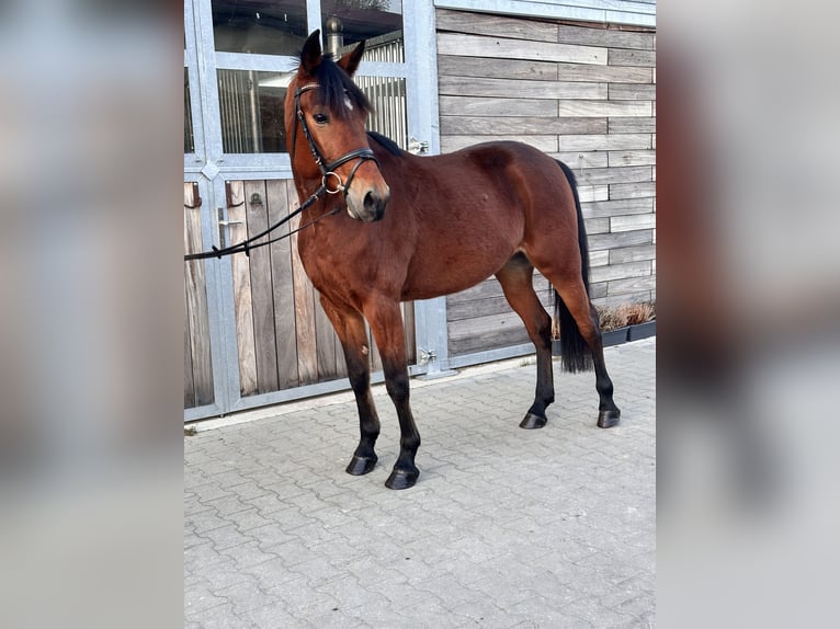 Swedish Warmblood Mix Mare 5 years 15.1 hh Brown in Leipzig