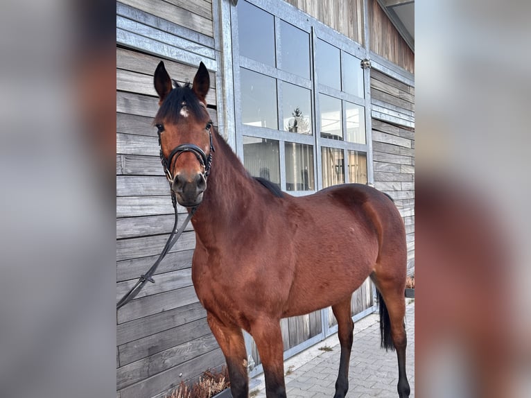 Swedish Warmblood Mix Mare 5 years 15.1 hh Brown in Leipzig