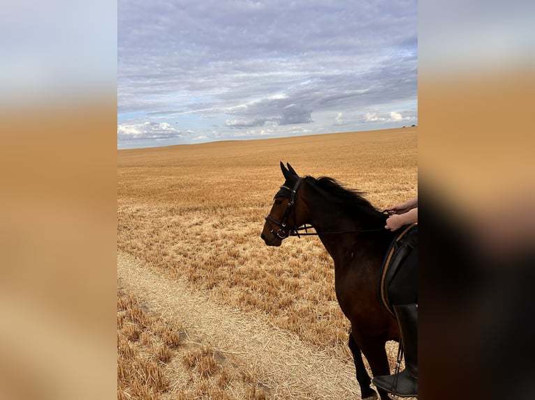 Swedish Warmblood Mix Mare 5 years 15,1 hh Bay-Dark in Leipzig