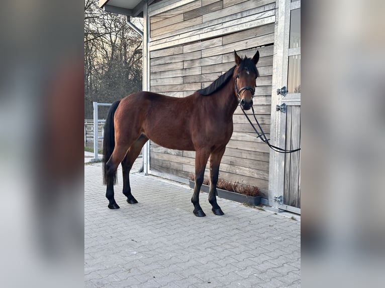 Swedish Warmblood Mix Mare 5 years 15,1 hh Brown in Leipzig