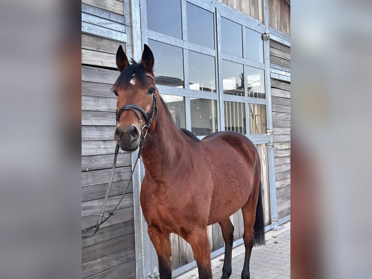 Swedish Warmblood Mix Mare 5 years 15,1 hh Brown in Leipzig