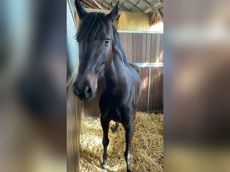 Swedish Warmblood Mare 5 years 16 hh Black in Thomasburg