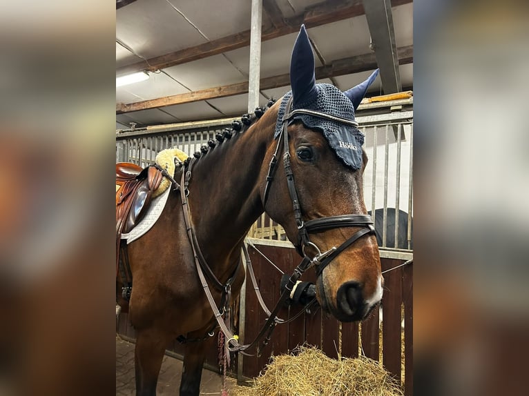 Swedish Warmblood Mare 5 years 16,3 hh Brown in Suhlendorf