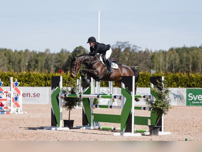 Swedish Warmblood Mare 6 years 15,3 hh Brown in Borrby