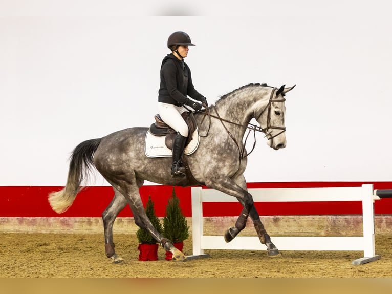 Swedish Warmblood Mare 6 years 16,3 hh Grullo in Waddinxveen