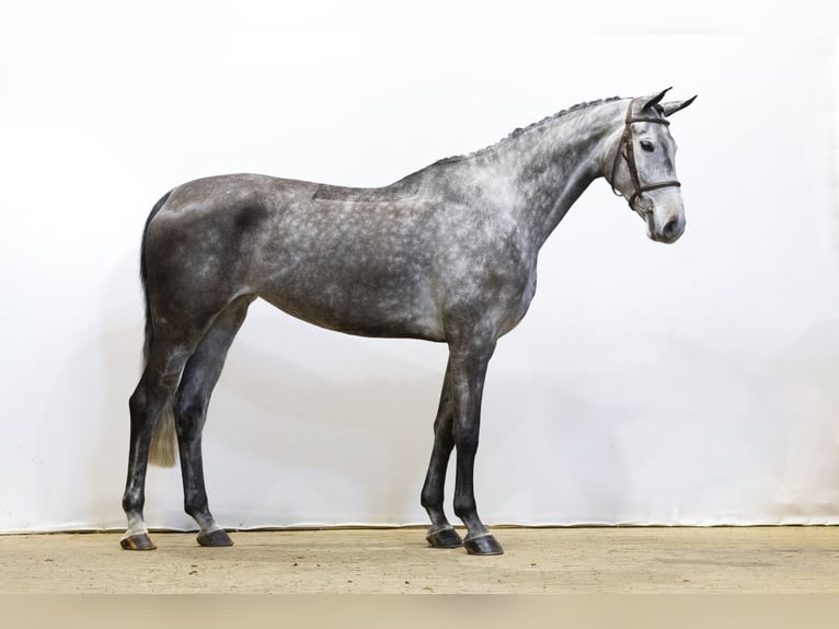 Swedish Warmblood Mare 6 years 16,3 hh Grullo in Waddinxveen