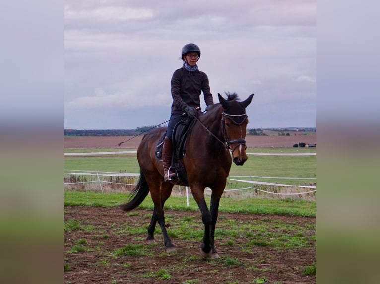 Swedish Warmblood Mix Mare 7 years 15,2 hh Bay-Dark in Leipzig