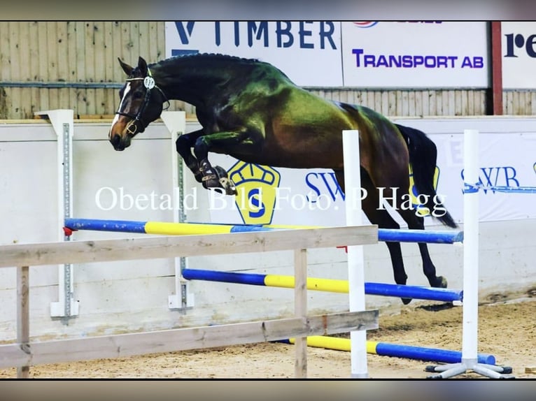 Swedish Warmblood Mare 7 years 16,2 hh Bay in Lammhult