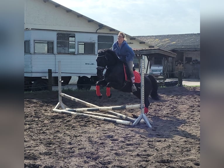 Swedish Warmblood Mare 8 years 15,1 hh Black in Bottmersdorf