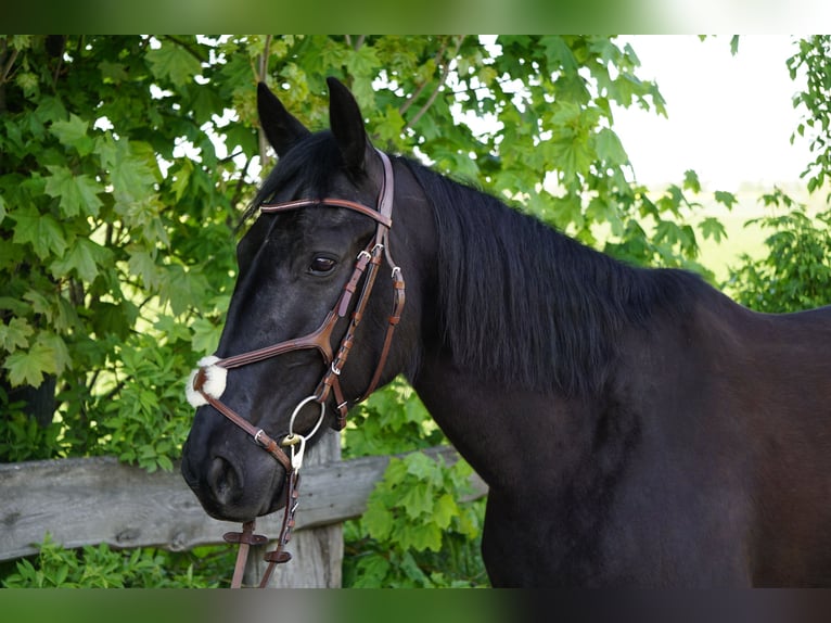 Swedish Warmblood Mare 8 years 15,1 hh Black in Bottmersdorf