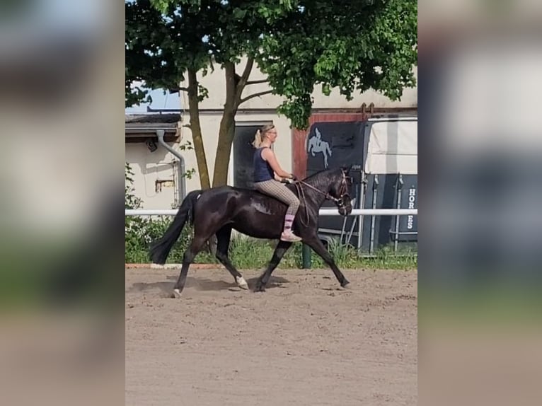 Swedish Warmblood Mare 8 years 15,1 hh Black in Bottmersdorf