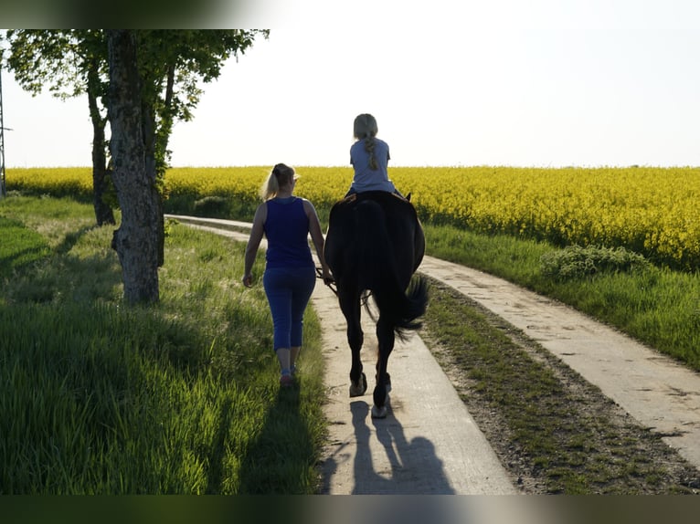 Swedish Warmblood Mare 8 years 15,1 hh Black in Bottmersdorf