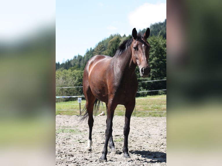 Swedish Warmblood Mix Mare 8 years 16 hh Brown in Leßnig