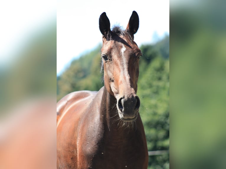 Swedish Warmblood Mix Mare 8 years 16 hh Brown in Leßnig