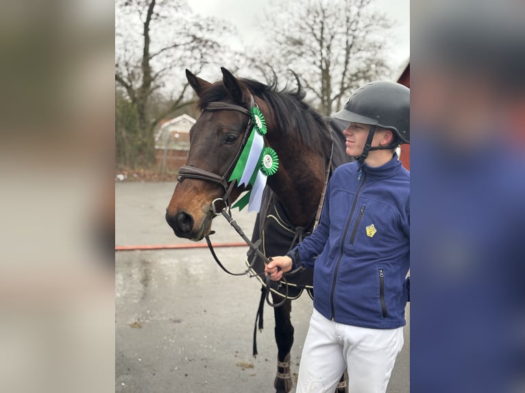 Swedish Warmblood Mare 9 years 16 hh Bay-Dark in Verden (Aller)