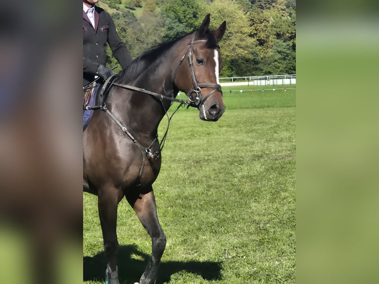 Swedish Warmblood Mare 9 years 16,1 hh Bay-Dark in Pragersko