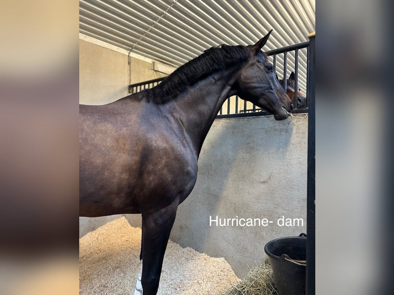 Swedish Warmblood Mare Foal (06/2026) 16.2 hh Black in Varberg