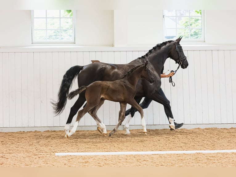 Swedish Warmblood Mare Foal (06/2026) 16.2 hh Black in Varberg