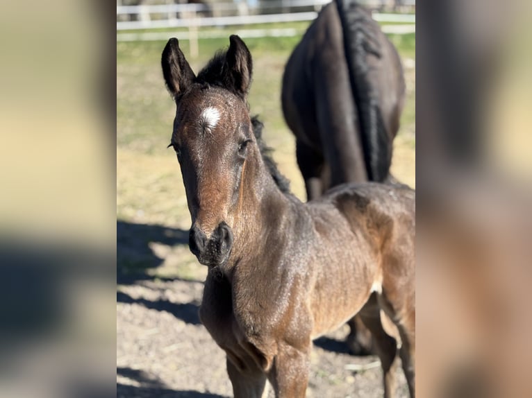 Swedish Warmblood Mare Foal (01/2026) 16.2 hh Brown in Enköping