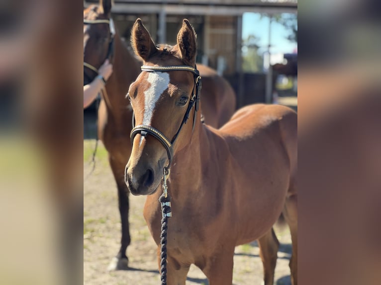 Swedish Warmblood Mare Foal (05/2024) 16 hh Brown in klågerup