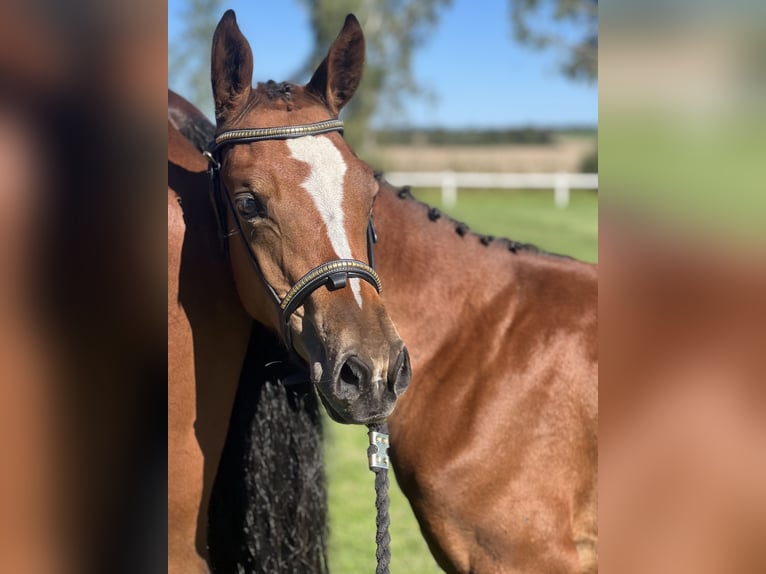 Swedish Warmblood Mare Foal (05/2024) 16 hh Brown in klågerup