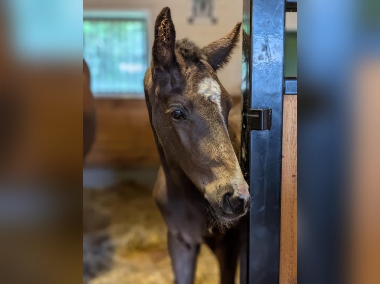 Swedish Warmblood Mare Foal (05/2025) 17 hh Black in Habo