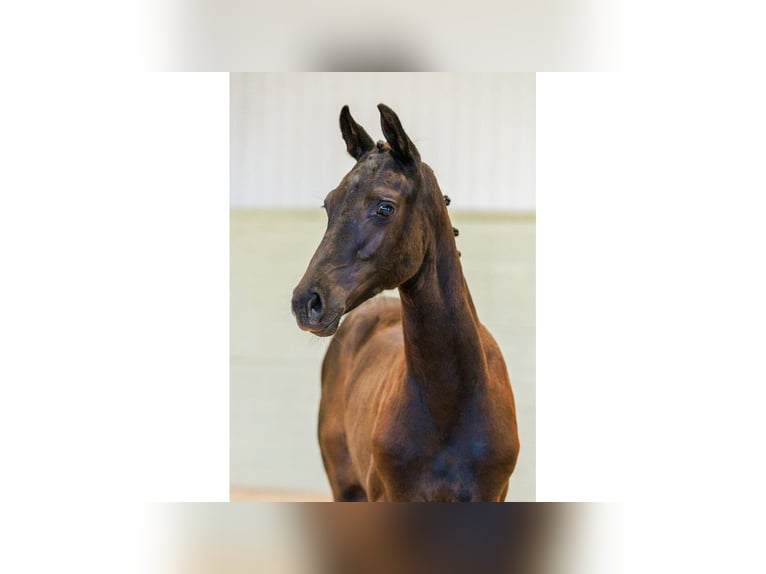 Swedish Warmblood Mare Foal (04/2025) Bay in Flyinge