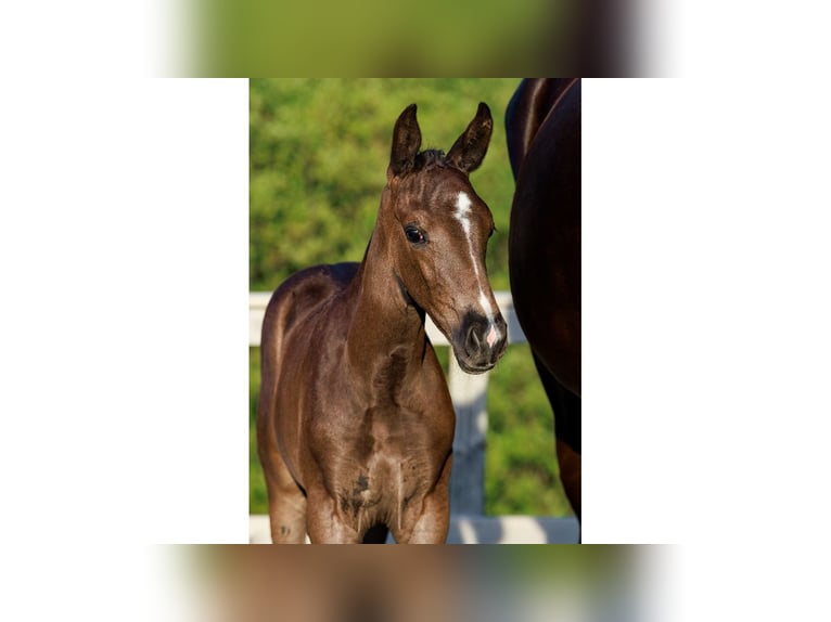 Swedish Warmblood Mare Foal (06/2025) Black in Flyinge