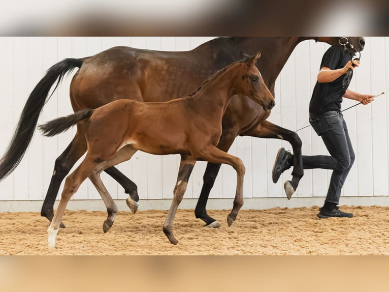 Swedish Warmblood Mare Foal (06/2026) Brown in Flyinge